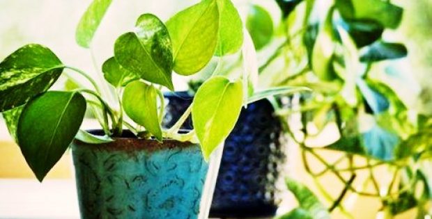 Scientists devise plants that rid homes of cancer-causing pollutants