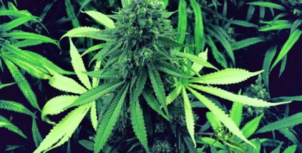 Arkansas Hemp Genetics, UA researchers collaborate to develop cannabis
